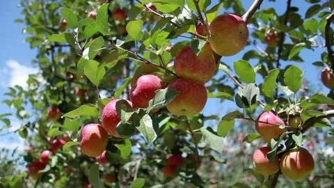 Red apples on the tree 007 库存影片 147205540