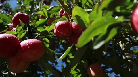 Red apples on the tree 009 Video stock 147206528