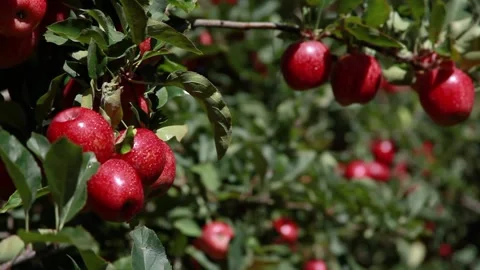 Red apples on the tree 010 库存影片 147206530