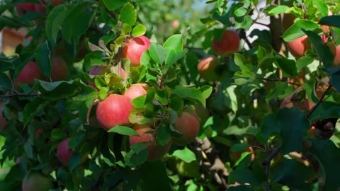 Red apples on the tree are illuminated by the setting sun in the evening Stock Footage 263886320