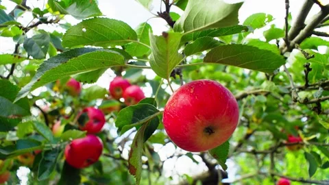 Red apples on a tree are a natural gift. Video stock 251527807