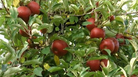 Red apples on the tree in the autumn Stock Footage 99638497