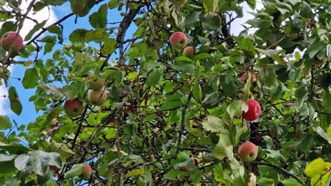 Red apples on a tree branch against a blue sky with clouds Видео 344801527