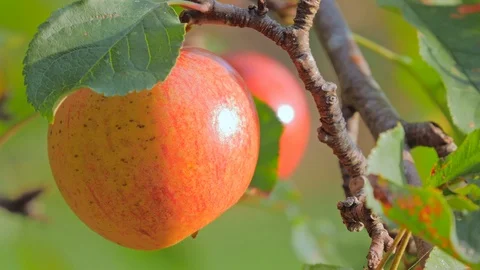 Red apples on tree branch Stock Footage 127103807