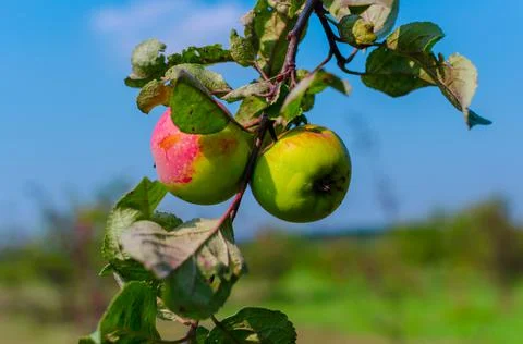 Red apples on a tree branch Stock Photos