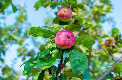 Red apples on a tree branch Stock Photos