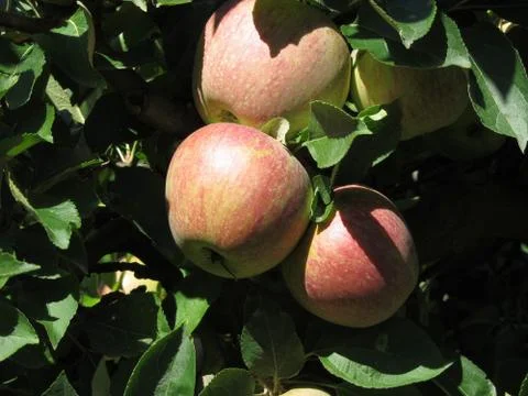 Red apples on tree branches Stock Photos