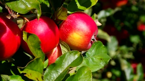 Red apples on tree in fall Stock Footage 52125509