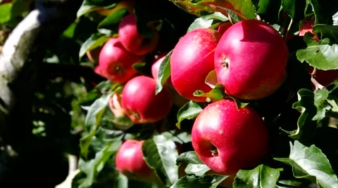Red apples on tree in fall Stock Footage 52125889