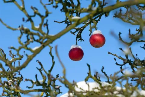 Red apples on tree, first snow and blue sky Stock Photos