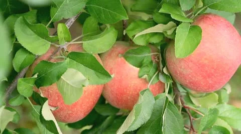 Red apples on tree. Stock Footage 8851666