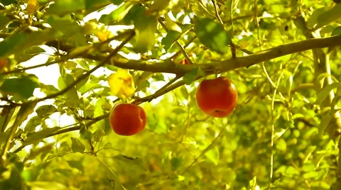 Red apples on the tree Video stock 55239922