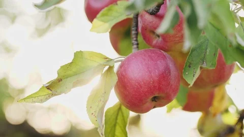 Red apples on the tree Stock Footage 94706348