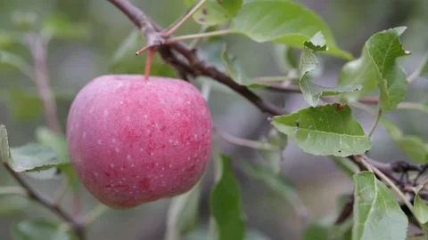 Red apples on a tree. Stock Footage 103173437