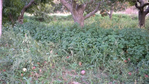 Red Apples On Tree Vidéo 105829506