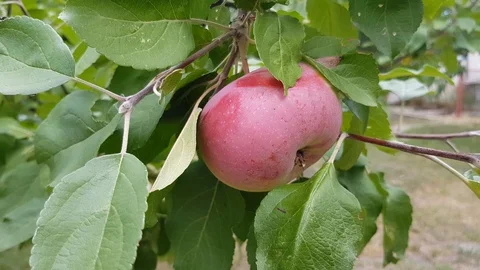 Red apples on a tree. Stock Footage 111952792