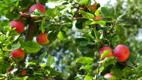 Red apples on the tree 動画素材 130969547