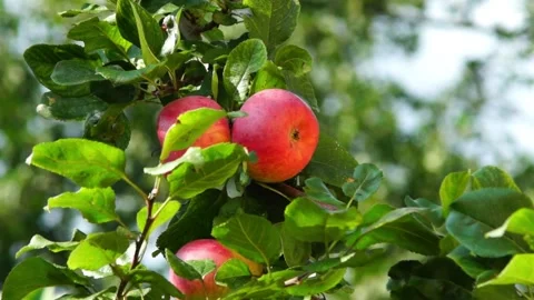 Red apples on the tree Stock Footage 130969552
