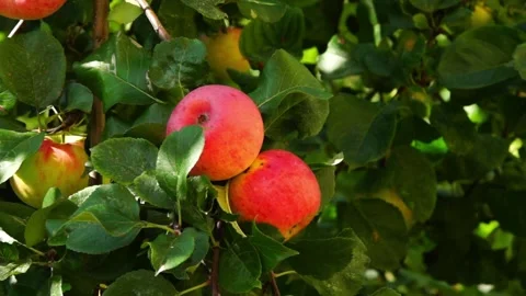 Red apples on the tree Stock Footage