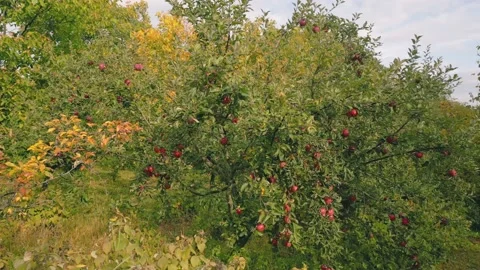 Red apples on the tree Stock Footage 222970529