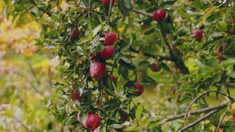 Red apples on the tree Stock Footage 228769320