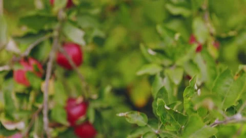 Red apples on the tree Stock Footage 228915797