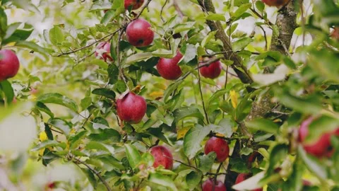 Red apples on the tree Video stock 229546786