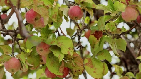 Red apples on the tree Stock-Footage 249959695