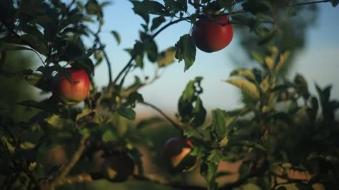 Red apples on a tree Stock Footage 318723152