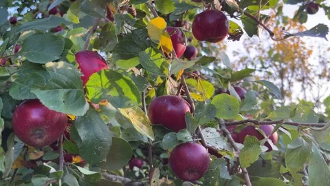 Red apples on a tree Stockbeeldmateriaal 330670189