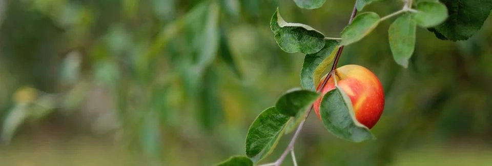 Red apples on a tree in the garden. Apple harvest. Stock Photos