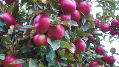 Red apples in the tree garden. Stock Footage 165066173