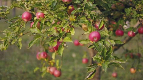 Red apples on a tree in the garden Stock Footage 276551698