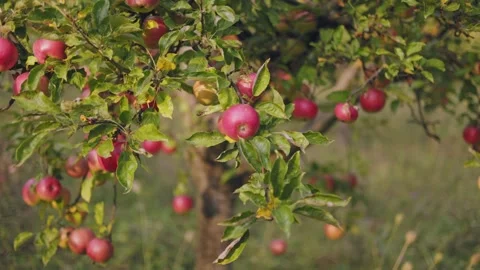 Red apples on a tree in the garden Stock Footage 277638910