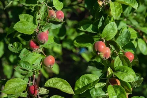 Red apples on tree in orchard close up Stock Photos