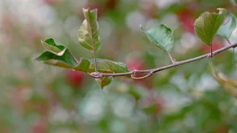 Red apples on a tree in orchard Stock Footage 85555698