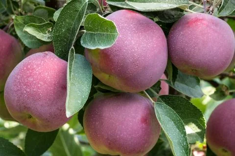 Red apples on the tree in the orchard Stock Photos