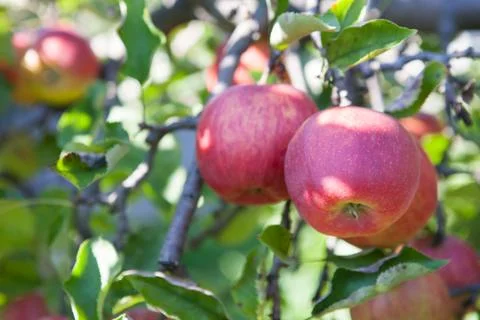 Red apples on the tree Stock Photos