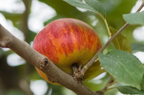 Red apples on a tree Stock Photos