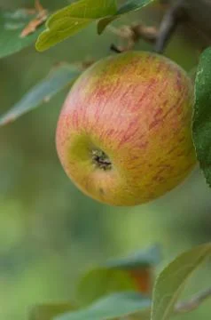 Red apples on a tree Stock Photos