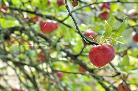 Red apples on the tree Stock Photos