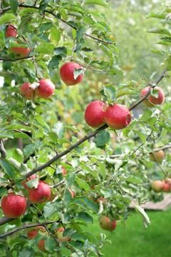 Red apples on a tree Stock Photos