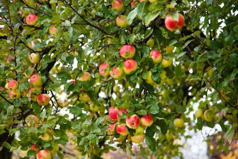 Red apples on tree Stock Photos