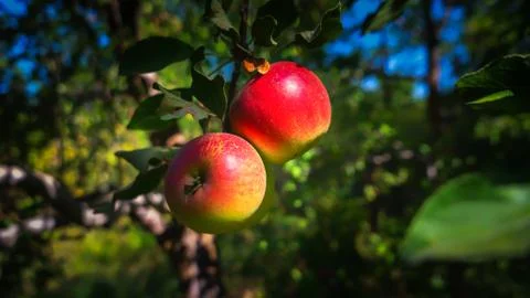Red apples on a tree Stock Photos