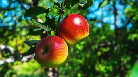 Red apples on a tree Stock Photos