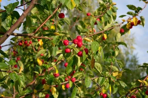 Red apples on a tree Stock Photos