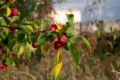 Red apples on a tree Stock Photos