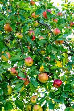 Red apples on the tree. Stock-Fotos