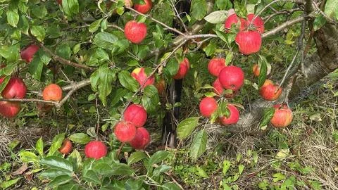 Red Apples on a Tree Photos