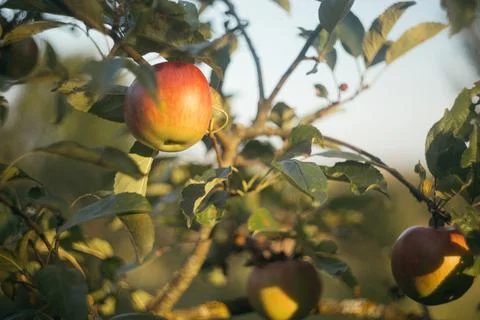 Red apples on a tree Stock Photos